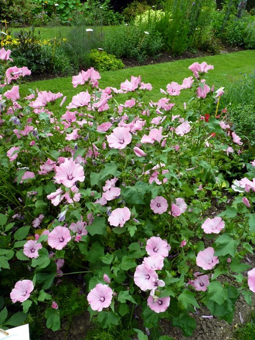 Lavatera trimestris 'Silver Cup'